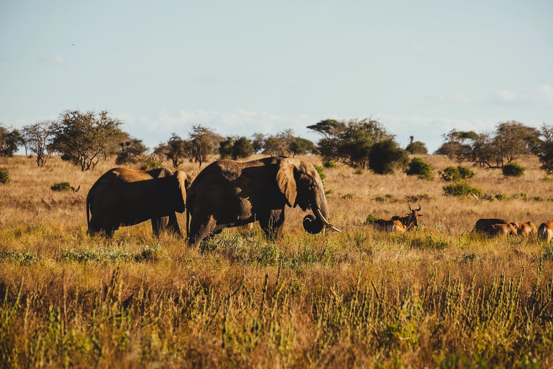 WILDLIFE TOUR